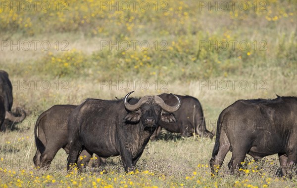 African buffalo