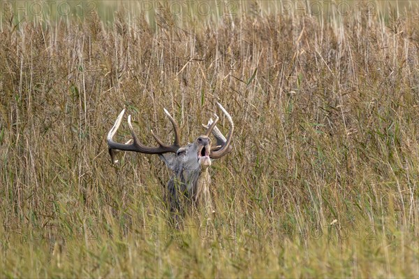 Red deer