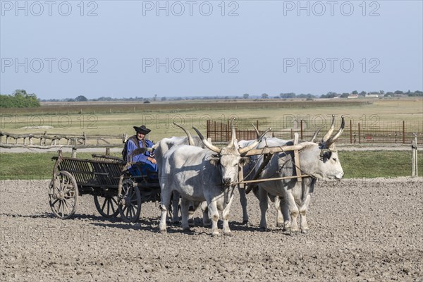 Hungarian steppe cattle