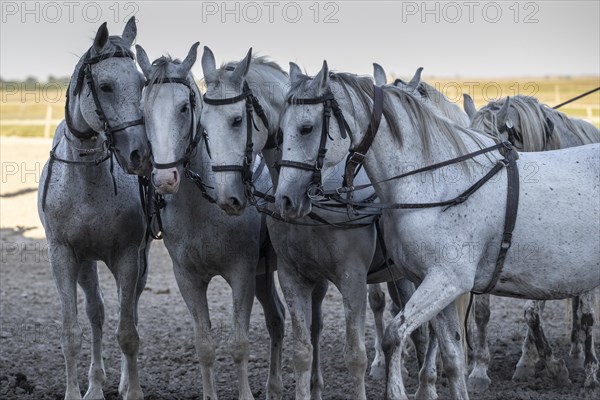 Horse and cart