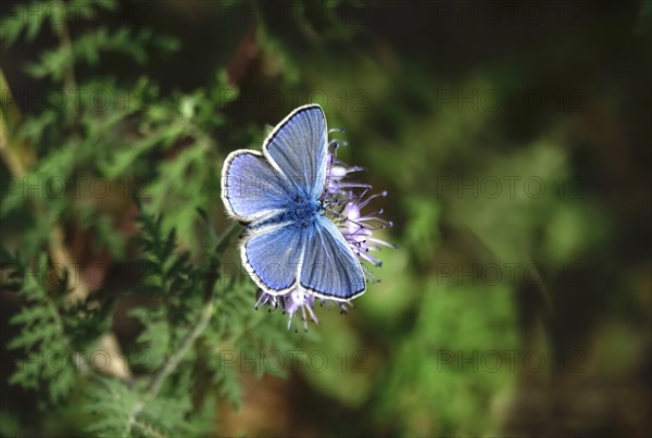 Common blue butterfly