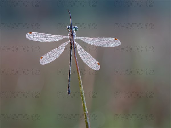 Emerald damselfly