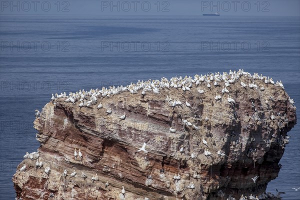 Northern gannet