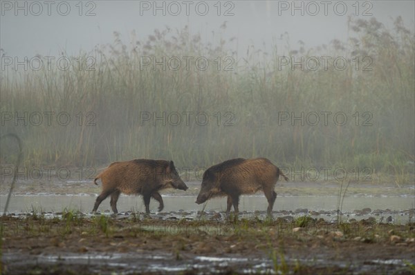 Wild boars