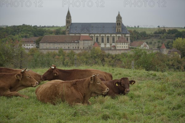 Limpurg cattle grazing in a meadow opposite Comburg Castle