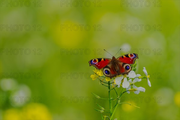 European peacock