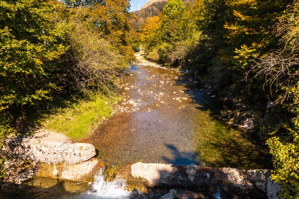 Irati forest or jungle in autumn