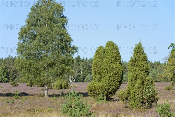 Heathland