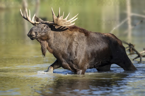 European elk