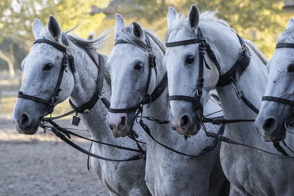 Horse and cart