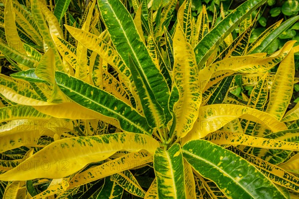 Garden croton aka variegated croton