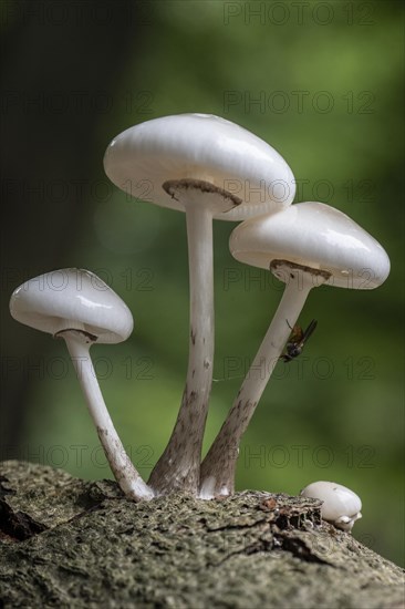 Porcelain fungi