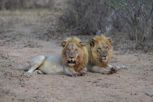 Young lions