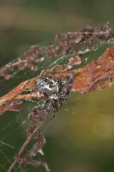 European garden spider