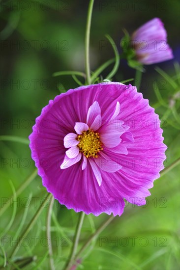 Cosmea cupcake