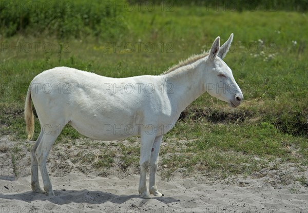 Austro-Hungarian White Baroque Donkey