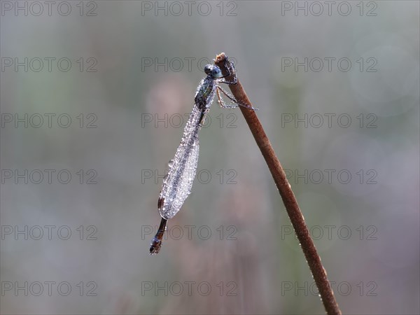 Emerald damselfly