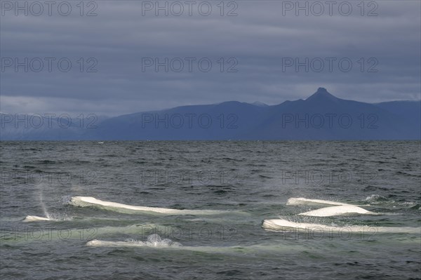 Group of belugas