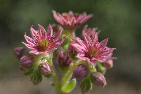 Flowering houseleek