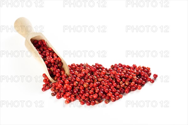 Wooden spoon with pink peppercorns isolated on white background and copy space