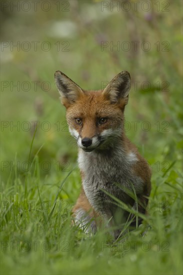 Red fox