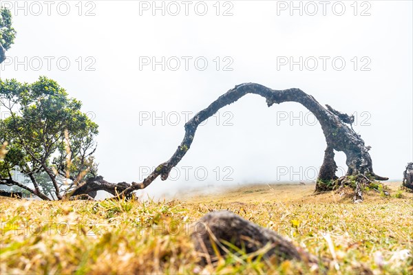 Fanal forest with fog in Madeira