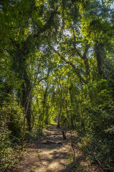 A beautiful path in the forest of the temples of Copan Ruinas. Honduras