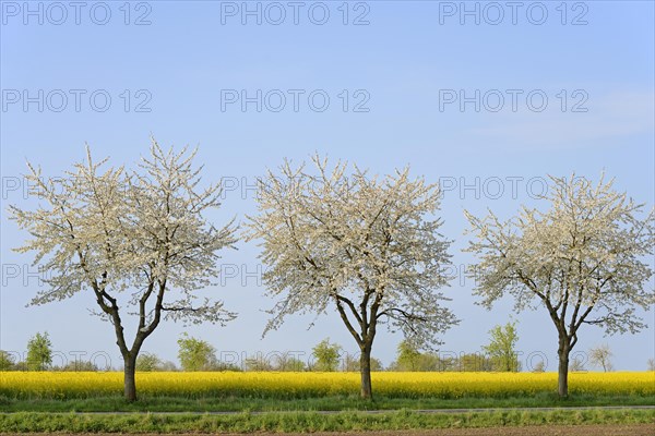 Blossoming cherries