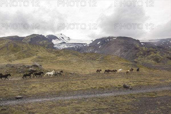 Horses running in Thorsmoerk at the start of the 4-day trek to Landmannalaugar. Iceland