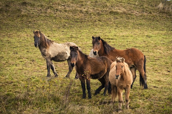 Four Icelandic horses in different colours are standing in a pasture. Brown