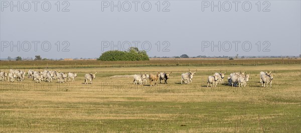 Hungarian steppe cattle