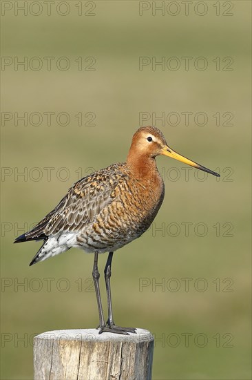 Black-tailed Godwit