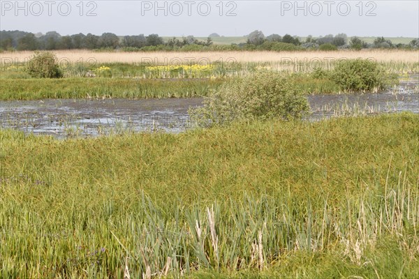 Wetland biotope