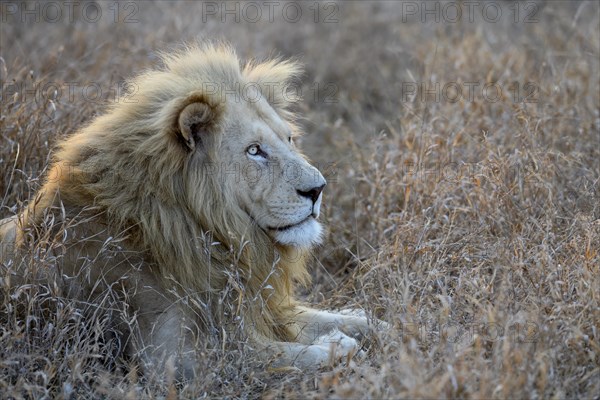 Portrait of a white lion