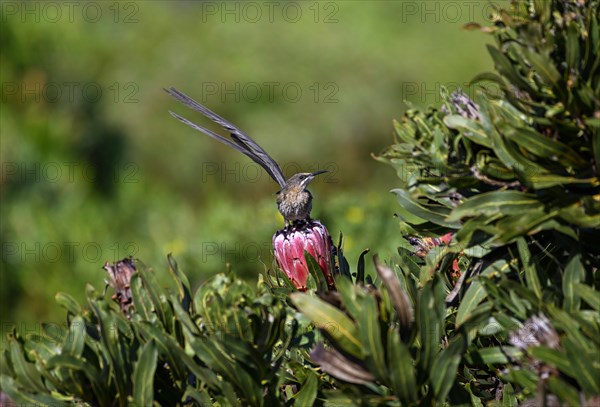 Cape Honeybird