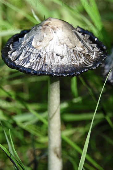 Shaggy ink cap