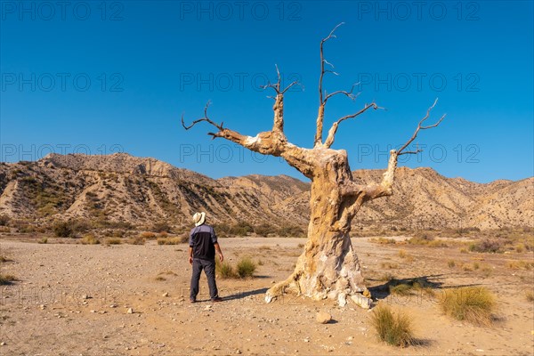 A young hiker girl visiting the tree of misfortune near the desert canyon of Tabernas