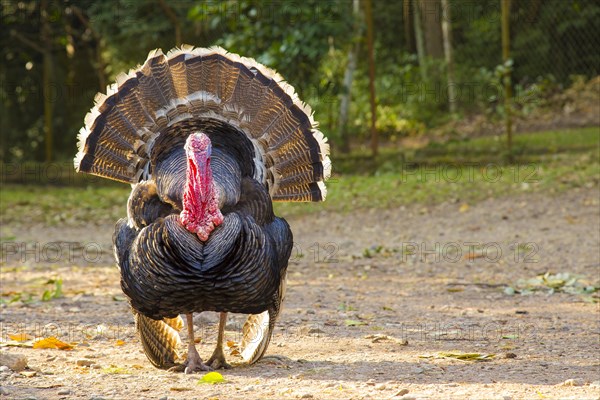 A black turkey deployed in Copan Ruinas temples. Honduras