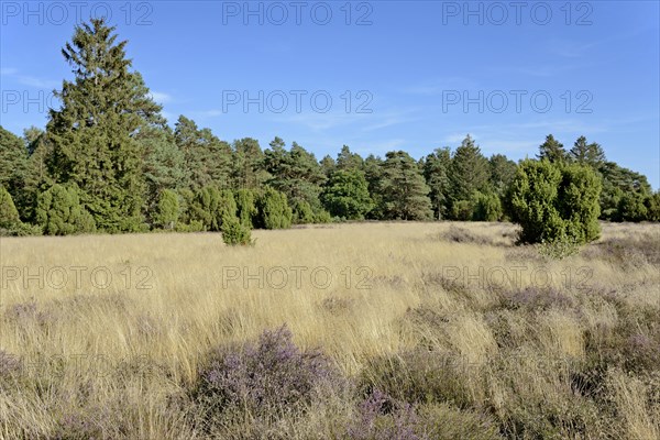 Heathland