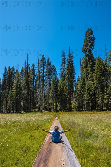 A young man sitting in a fallen tree where you can see A green field with many sequoias in the background in Sequoia National Park