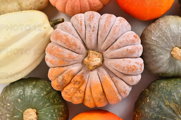 Top view of mature ribbed 'Black Futsu' pumpkin squash with orange skin between pumpkin mix