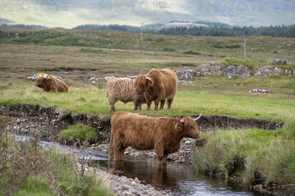 Scottish Highland Cattle