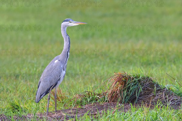 Grey heron