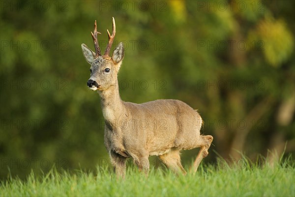 Roe deer