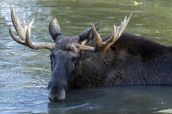 European elk