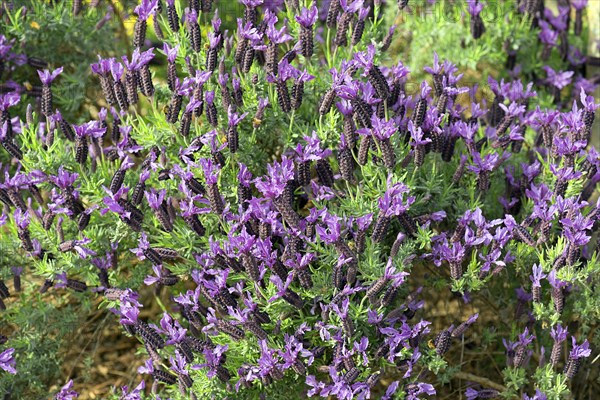 Flowering lavender