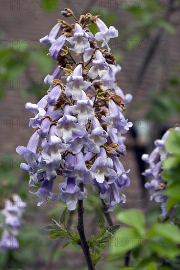 Flowers of the empress tree