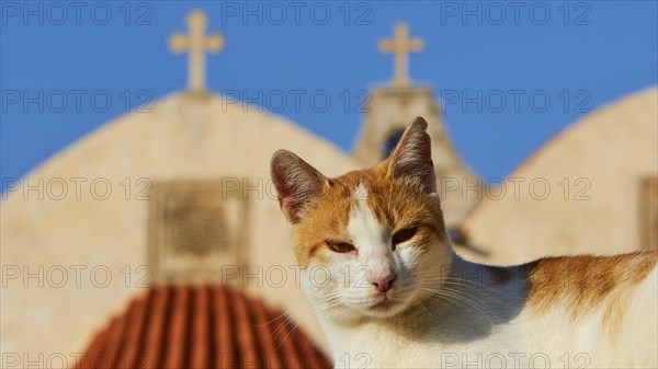 Orange and white cat