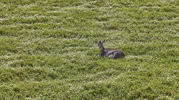 Goat lying on green spring meadow