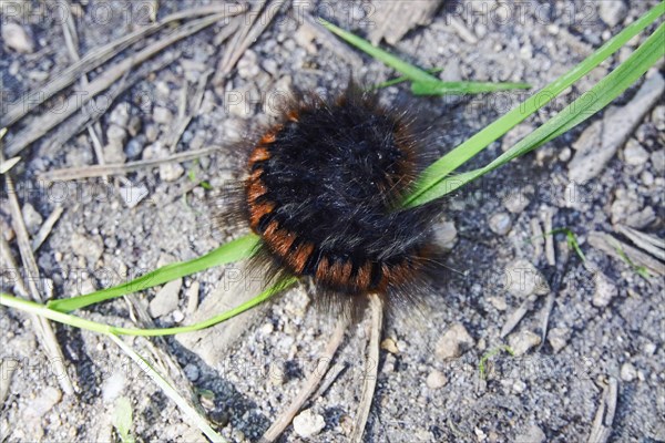 Caterpillar of the fox moth